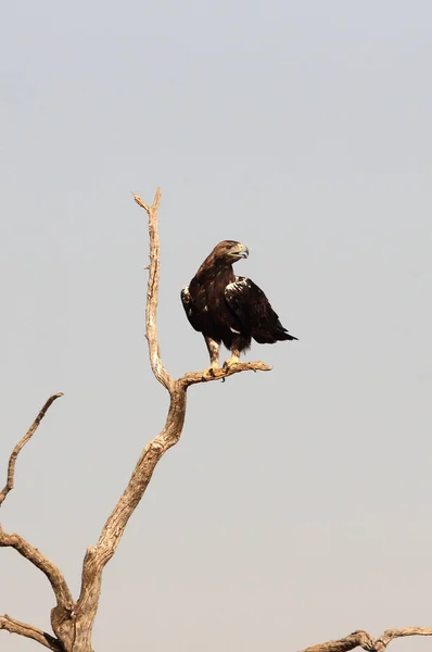 Spanska Imperial Eagle Vuxen Hane Med Det Första Ljuset Dagen — Stockfoto