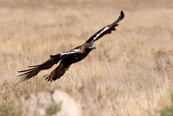 Spanische Kaiseradlermännchen Fliegen Mit Dem Ersten Tageslicht — Stockfoto