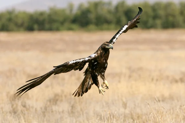 Espanhol Imperial Eagle Macho Voando Com Primeira Luz Dia — Fotografia de Stock