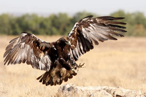 Águila Imperial Española Macho Volando Con Primera Luz Del Día — Foto de Stock