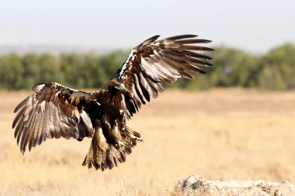 Espanhol Imperial Eagle Macho Voando Com Primeira Luz Dia — Fotografia de Stock