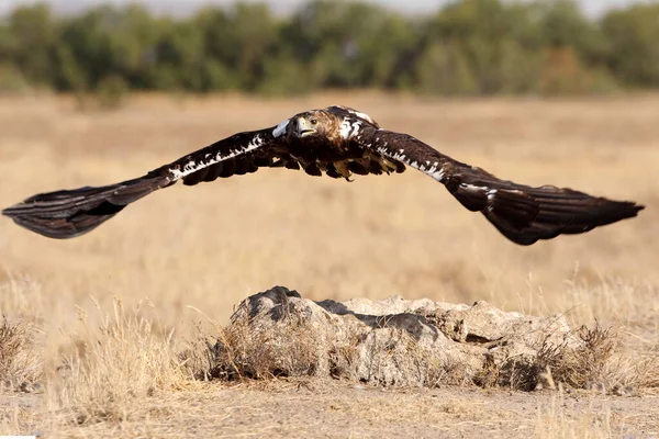 Spanska Imperial Eagle Kvinna Fem Flyger Med Det Första Ljuset — Stockfoto