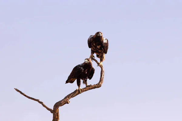 스페인 독수리의 수컷으로 암컷이 받으며 — 스톡 사진