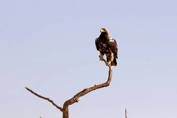 Fem Gammal Kvinna Spanska Imperial Eagle Med Det Första Ljuset — Stockfoto