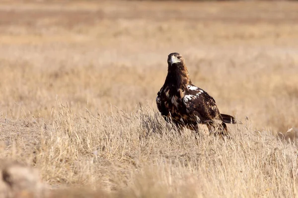 Five Years Old Female Spanish Imperial Eagle First Light Day — Stock Photo, Image