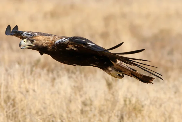 Ισπανικό Imperial Eagle Αρσενικό Που Φέρουν Πρώτο Φως Της Ημέρας — Φωτογραφία Αρχείου