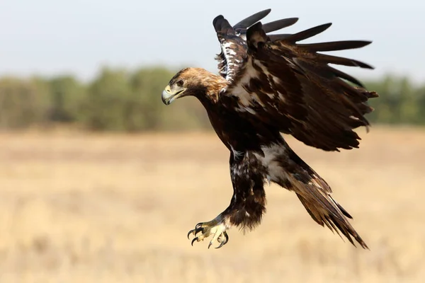 Spanska Imperial Eagle Hane Flyger Med Det Första Ljuset Dagen — Stockfoto