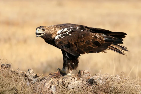 Spanische Kaiseradler Männchen Mit Dem Ersten Tageslicht — Stockfoto