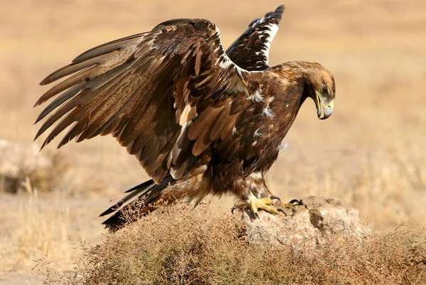 Spanska Imperial Eagle Vuxen Hane Med Det Första Ljuset Dagen — Stockfoto