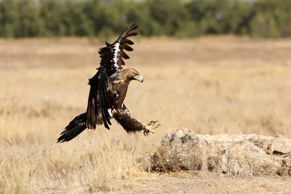 Spanische Kaiseradlermännchen Fliegen Mit Dem Ersten Tageslicht — Stockfoto