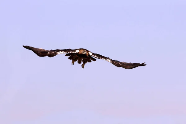 Espanhol Imperial Eagle Fêmea Cinco Anos Idade Voando Com Primeira — Fotografia de Stock