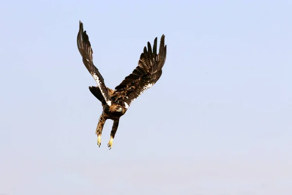Spanish Imperial Eagle Female Five Years Old Flying First Light — Stock Photo, Image