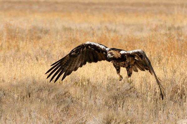 Fünfjähriges Kaiseradlerweibchen Fliegt Mit Dem Ersten Tageslicht — Stockfoto