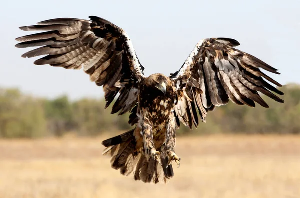 西班牙皇鹰5岁的雌性带着白昼的第一道光芒飞行 — 图库照片