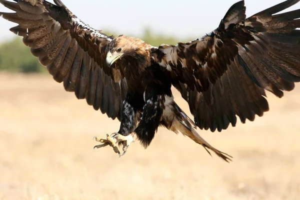 Hiszpański Imperial Eagle Samiec Latający Pierwszym Światłem Dnia — Zdjęcie stockowe