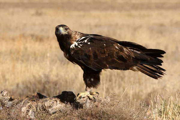 Spanish Imperial Eagle Adult Male First Light Day — Stock Photo, Image