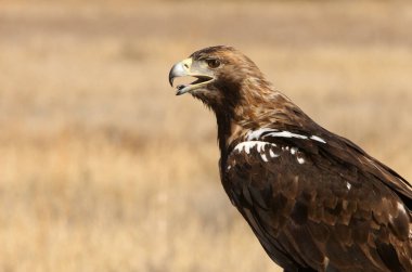 İspanyol İmparatorluk Kartalı, günün ilk ışıklarıyla yetişkin erkek.