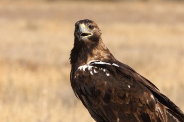 İspanyol İmparatorluk Kartalı, günün ilk ışıklarıyla yetişkin erkek.
