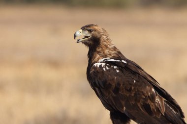 İspanyol İmparatorluk Kartalı, günün ilk ışıklarıyla yetişkin erkek.