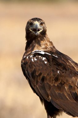 İspanyol İmparatorluk Kartalı, günün ilk ışıklarıyla yetişkin erkek.