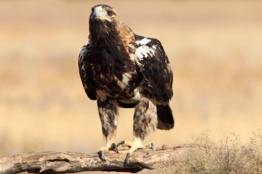 İspanyol İmparatorluk Kartalı 'nın beş yaşındaki dişisi günün ilk ışıklarıyla