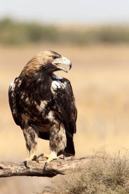 İspanyol İmparatorluk Kartalı 'nın beş yaşındaki dişisi günün ilk ışıklarıyla