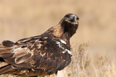 İspanyol İmparatorluk Kartalı 'nın beş yaşındaki dişisi günün ilk ışıklarıyla