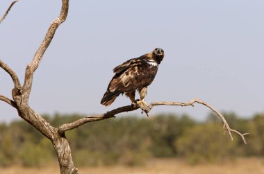 İspanyol İmparatorluk Kartalı 'nın beş yaşındaki dişisi günün ilk ışıklarıyla