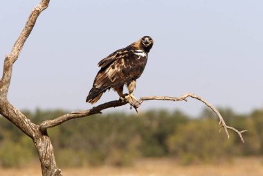 İspanyol İmparatorluk Kartalı 'nın beş yaşındaki dişisi günün ilk ışıklarıyla