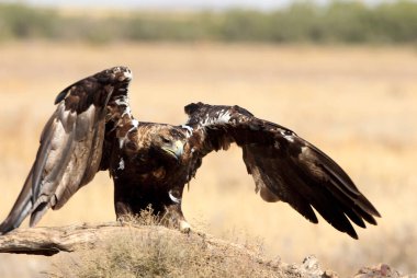 İspanyol İmparatorluk Kartalı, günün ilk ışıklarıyla yetişkin erkek.