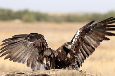 İspanyol İmparatorluk Kartalı, günün ilk ışıklarıyla yetişkin erkek.