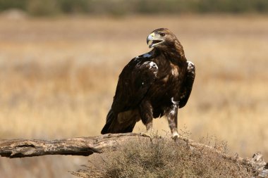 İspanyol İmparatorluk Kartalı, günün ilk ışıklarıyla yetişkin erkek.