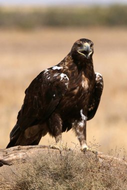 İspanyol İmparatorluk Kartalı, günün ilk ışıklarıyla yetişkin erkek.