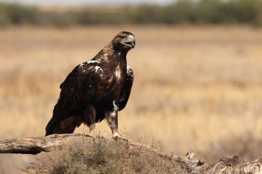 İspanyol İmparatorluk Kartalı, günün ilk ışıklarıyla yetişkin erkek.