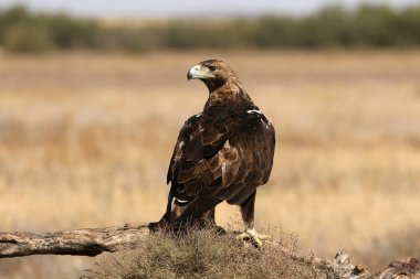 İspanyol İmparatorluk Kartalı, günün ilk ışıklarıyla yetişkin erkek.