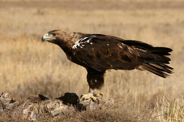 İspanyol İmparatorluk Kartalı, günün ilk ışıklarıyla yetişkin erkek.