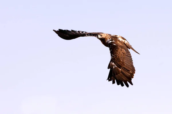 Espanhol Imperial Eagle Macho Voando Com Primeira Luz Dia — Fotografia de Stock