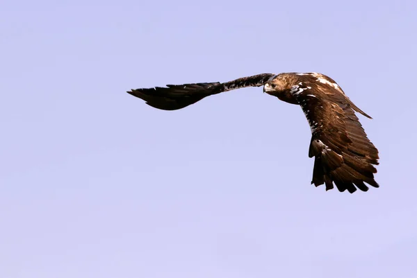 Aigle Impérial Espagnol Mâle Volant Avec Première Lumière Jour — Photo