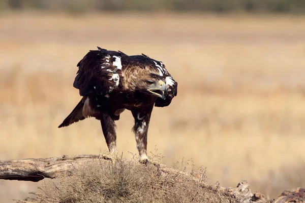 Spanische Kaiseradler Männchen Mit Dem Ersten Tageslicht — Stockfoto