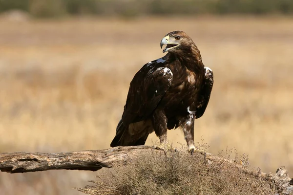 İspanyol İmparatorluk Kartalı, günün ilk ışıklarıyla yetişkin erkek.