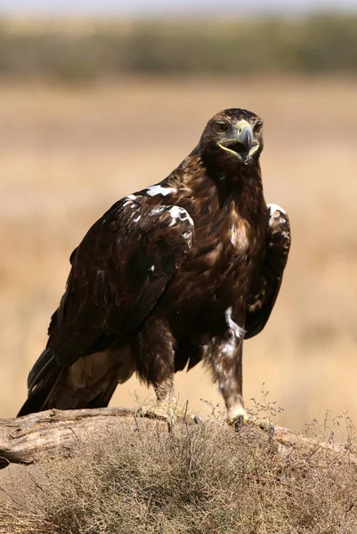 İspanyol İmparatorluk Kartalı, günün ilk ışıklarıyla yetişkin erkek.