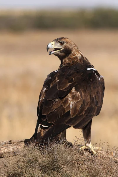 Spanska Imperial Eagle Vuxen Hane Med Det Första Ljuset Dagen — Stockfoto