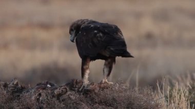 İspanyol İmparatorluk Kartalı yetişkin erkek Akdeniz bozkırında günün ilk ışıklarıyla