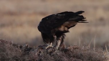 İspanyol İmparatorluk Kartalı yetişkin erkek Akdeniz bozkırında günün ilk ışıklarıyla