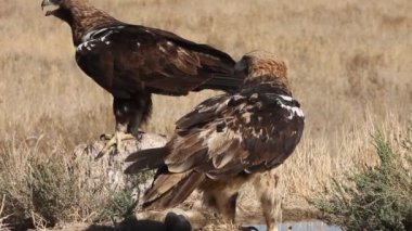 İspanyol İmparatorluk Kartalı yetişkin erkek ve beş yaşında dişi. Akdeniz bozkırında günün ilk ışıklarıyla.