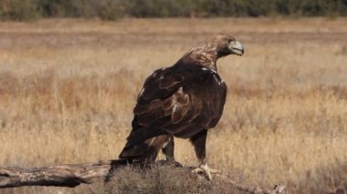 İspanyol İmparatorluk Kartalı yetişkin erkek Akdeniz bozkırında günün ilk ışıklarıyla