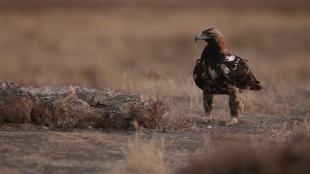 5岁的西班牙王鹰 在地中海大草原上的第一道曙光 — 图库视频影像