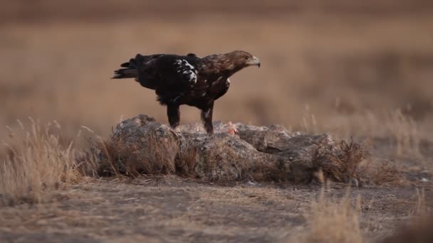 Spanska Imperial Eagle Vuxen Hane Med Det Första Ljuset Dagen — Stockvideo