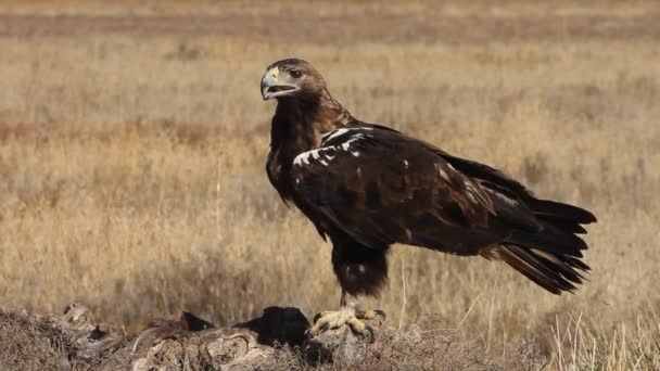 Ισπανικό Imperial Eagle Ενήλικο Αρσενικό Πρώτο Φως Της Ημέρας Μεσογειακή — Αρχείο Βίντεο