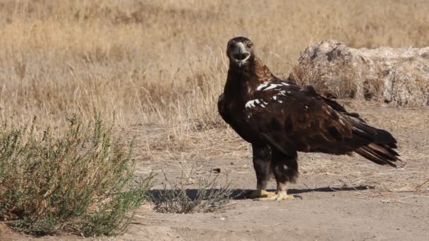 Hiszpański Imperial Eagle Dorosły Samiec Pierwszym Światłem Dnia Stepie Śródziemnomorskim — Wideo stockowe